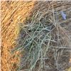 Image 2 : Grass Hay Bales   Avg Wt 1315 lbs  Pickseed Variety Please look at pictures for details