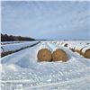 Image 3 : Alfalfa Round Hay Bales     Avg Wt 1118 lbs