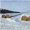 Image 2 : Alfalfa Round Hay Bales     Avg Wt 1112 lbs