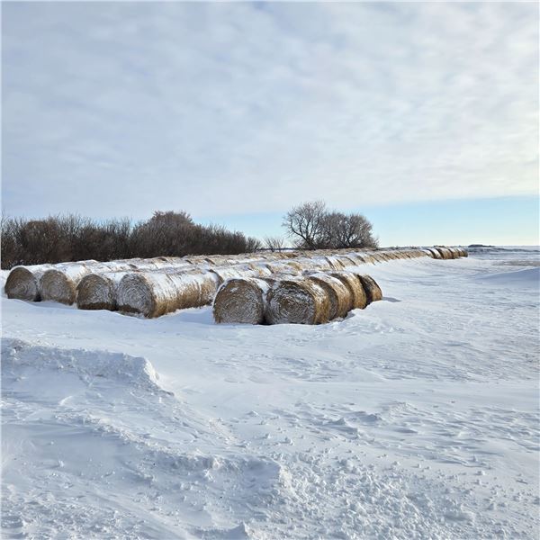Barley Greenfeed Hay Bales Avg Wt 1281 lbs