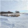 Image 1 : Barley Greenfeed Hay Bales Avg Wt 1281 lbs
