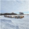 Image 2 : Barley Greenfeed Hay Bales Avg Wt 1281 lbs
