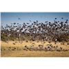 Image 2 : SIERRA BRAVA: 4-Dayt High-Volume Dove Hunt for Eight Hunters in Cordoba, Argentina