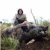 Image 1 : CATENA SAFARIS: 5-Day Wild Boar Hunt for Four Hunters in Argentina - Includes Trophy Fees