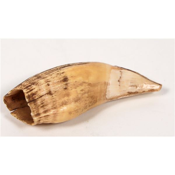 Black Bear Tooth Ursus Americanus [194211]