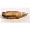 Image 3 : Black Bear Tooth Ursus Americanus [194211]