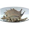 Image 2 : Taxidermy Art: Mule Deer Antler Glass Coffee Table [184455]