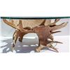 Image 3 : Taxidermy Art: Mule Deer Antler Glass Coffee Table [184455]