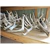 Image 1 : 22 - Whitetail Deer Horns