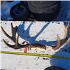 Image 1 : moose horn tag on