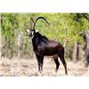 Image 1 : South Africa - 2 Hunters & 2 Non-Hunters 7-Day Sable, Golden Wildebeest, and Springbuck Hunt