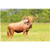 Image 2 : South Africa - 2 Hunters & 2 Non-Hunters 7-Day Sable, Golden Wildebeest, and Springbuck Hunt