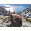 Image 2 : New Zealand - 1 Hunter for 5-day Hunt for Bull Tahr and Buck Chamois