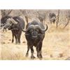 Image 2 : South Africa - 1 Hunter & 1 Non-Hunter for 7-Day Cape Buffalo Safari