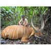 Image 2 : CONGO & GABON ADV: 13-Day Dwarf Buffalo and Forest Species Hunt for One Hunter in the Rep. of Congo