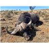 Image 2 : THOLO: 10-Day Elephant & Cape Buffalo Hunt for One Hunter/One NH with Corey Knowlton in Botswana