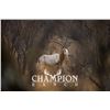 Image 2 : CHAMPION RANCH: 3-Day Scimitar Horn Oryx Hunt for One Hunter/One NH in Texas - Includes Trophy Fee