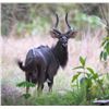 Image 2 : ZAMBEZE DELTA: 10-Day Buffalo & Plains Game Safari for One Hunter/One NH in MOZ - Includes Trophies