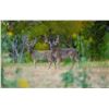 Image 2 : HATADA: 2-Day Whitetail Deer Hunt for One Hunter/One NH in Texas - Includes Trophy Fee