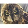 Image 2 : TAXADERMY OWL FIGURE