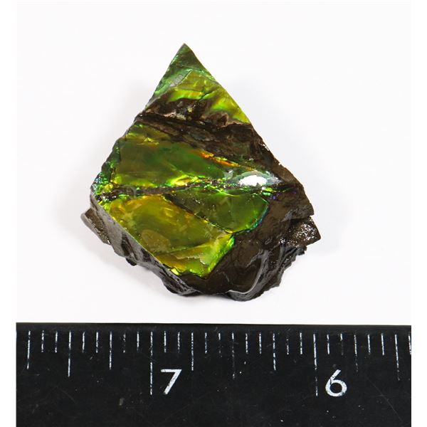 AMMOLITE ART PIECE
