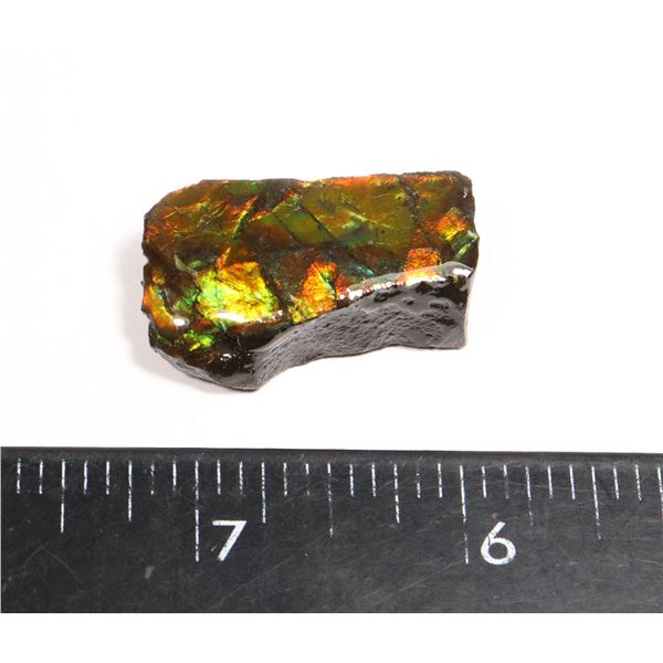 AMMOLITE ART PIECE