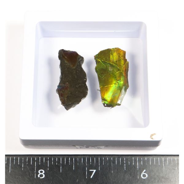 AMMOLITE GEMSTONE IN FLOATING DISPLAY CASE