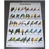 Image 1 : LARGE LAMINATED " NEOPHEMA'S" POSTER