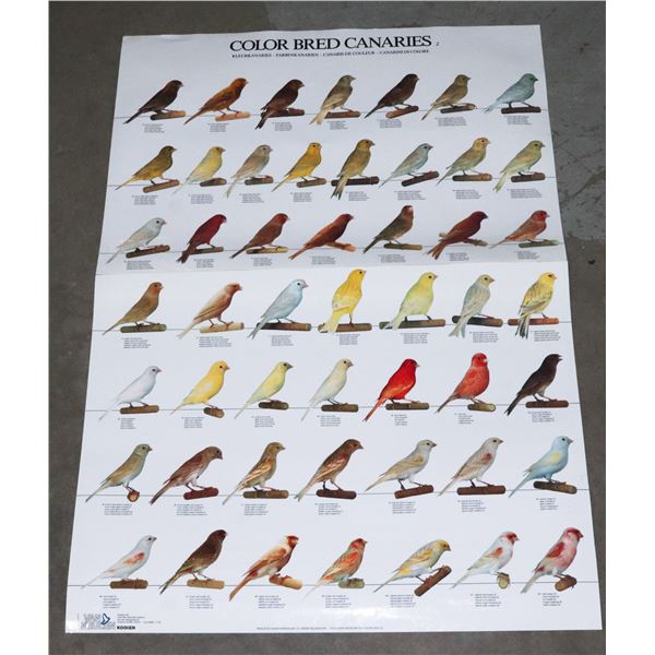 LARGE LAMINATED " COLOR BRED CANARIES" POSTER