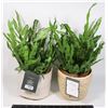 Image 1 : SET OF 2 THRESHOLD FAUX FERNS