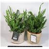 Image 1 : SET OF 2 THRESHOLD FAUX FERNS