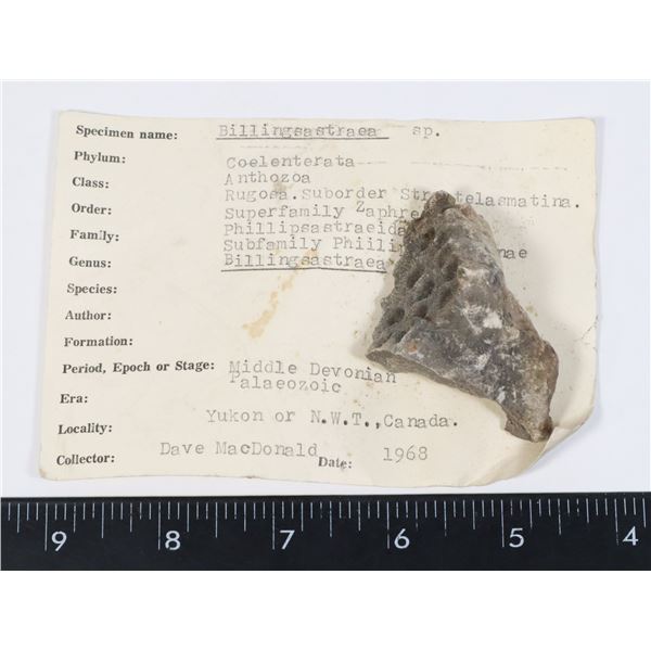 MIDDLE DEVONIAN PALAEOZIC BILLINGSASTRAEA FOSSIL