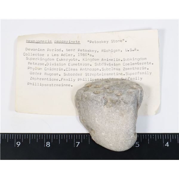 HEXAGONARIA PERCARINATE DEVONIAN