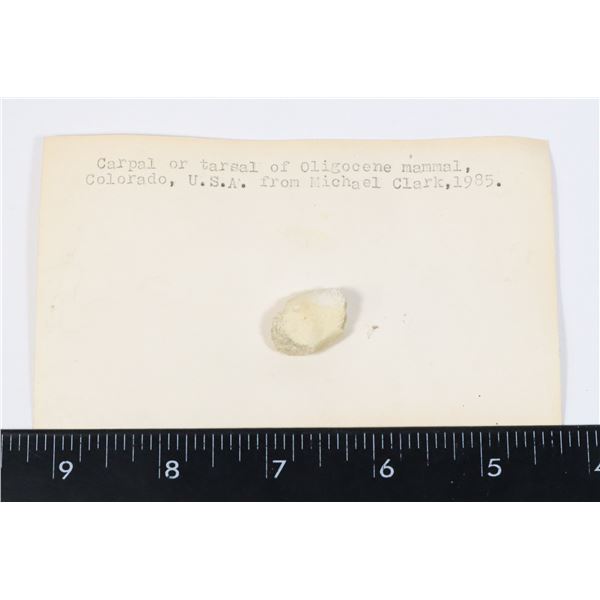 CARPAL OR TARSAL OF OLIGOCENE MAMMAL