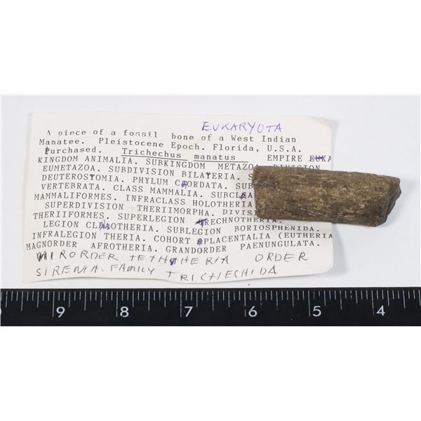 A FOSSIL BONE OF A WEST INDIAN MANATEE