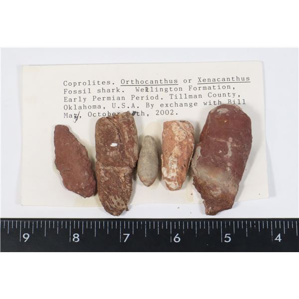 FOSSIL SHARK COPROLITES PERMIAN PERIOD