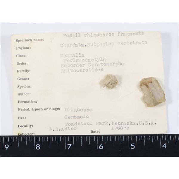 RHINOCEROS FOSSIL FRAGMENTS