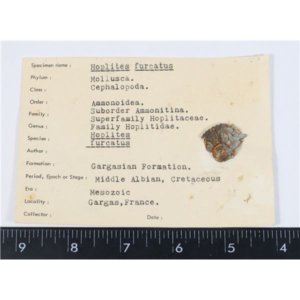 HOPLITES FURCATUS MIDDLE ALBIAN