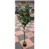 Image 1 : NEW ARTIFICIAL 5FT OLIVE TREE