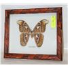 Image 1 : FRAMED REAL ALTAS MOTH