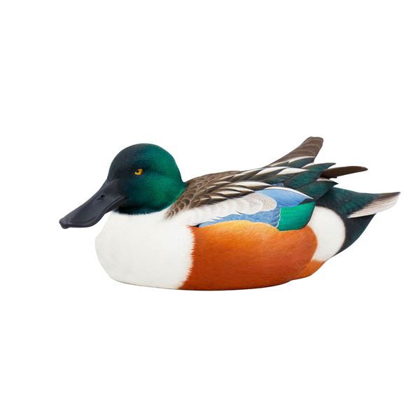 Northern Shoveler Decoy