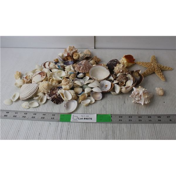Starfish & Seashells