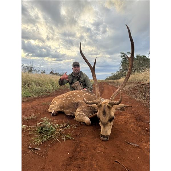 Axis Deer in Maui