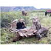 Image 2 : Archery Velvet Moose Hunt with Deuling Stone