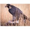 Image 2 : Falconry Hunting Experience