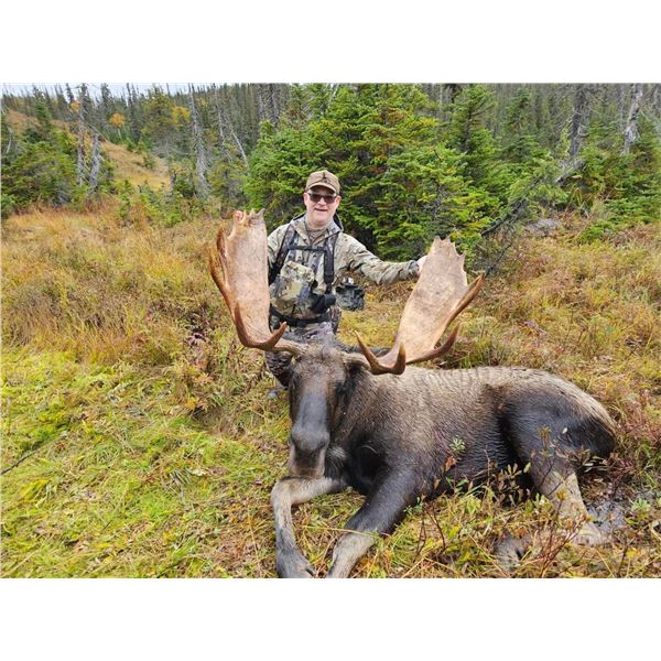 Newfoundland Moose