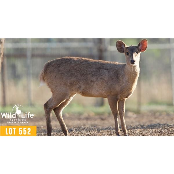 1.2 Yearling Hog Deer