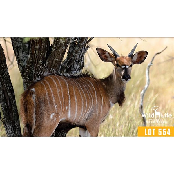 1.0 Yearling Nyala *No Tail*