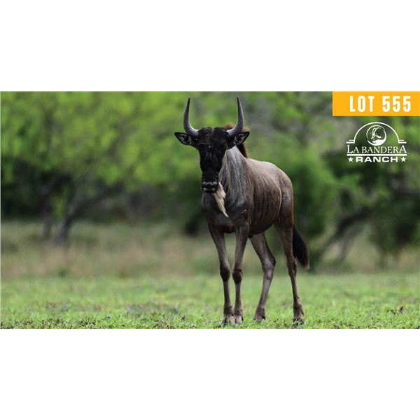 1.2 Yearling White-Bearded Wildebeest