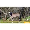 Image 2 : 2.0 Yearling Gemsbok